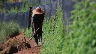 Jiaogulan Tea: produced without compromise in Thailand