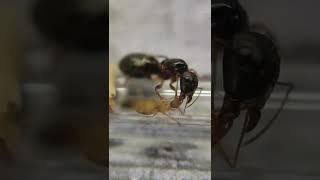 The ants in 4k (Camponotus albosparsus)