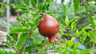 কোন জাতের বেদেনা/ডালিম সবচেয়ে ভালো। ভালো জাতের বেদেনা-ডালিম-আনার। অস্ট্রেলিয়ান আনার। ভাগুয়া। থাই