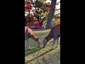 【奥山に 紅葉踏み分け 鳴く鹿の 声聞くときぞ 秋はかなしき】 まるで花札の世界♡奈良公園の鹿と紅葉　 shorts