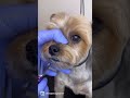 Grooming a YORKIE #shorts #doggroomingtips #yorkie