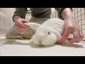 【🐰rabbit】a rabbit gets stroked by his owner. ★funny and cute animals