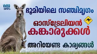 അറിയാം ഓസ്‌ട്രേലിയൻ കങ്കാരു വർഗത്തെപ്പറ്റി.സവിശേഷതകൾ ജീവിതശൈലി നോക്കാംAll about Australian kangaroos