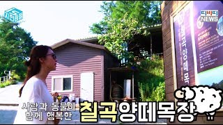 지현is뭔들 – 칠곡 양떼목장 편 170727[대구경북 TBC뉴스]