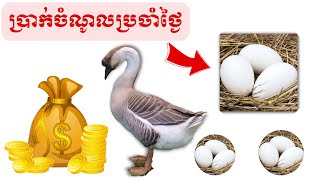 របៀបចិញ្ចឹមក្ងានយកពង