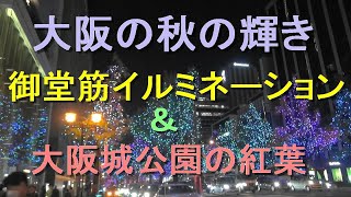 大阪の秋の輝き　御堂筋イルミネーション＆大阪城公園の紅葉　流れるような音楽と共に