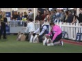 melbourne royal show 2016 shih tzu judging