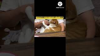 猫に噛まれる父。 #shorts #猫 #猫動画 #まめふうチャンネル