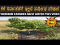 Easy way to Control Weeds and Mulching Plants. ತೋಟಗಾರಿಕೆ ಬೆಳೆಗಳಿಗೆ ಹೊದಿಕೆ ಹಾಕುವ ಸರಳ ವಿಧಾನ.