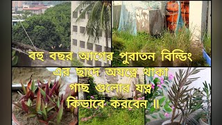 বহু বছর আগের পুরাতন বিল্ডিং এ পরে থাকা / অযত্নে থাকা গাছ গুলোর যত্ন কিভাবে করবেন ||