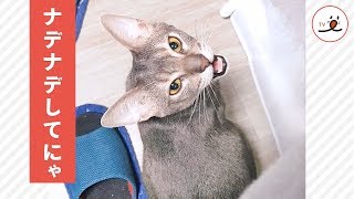 かまって欲しいニャ❤️ 飼い主さんにおねだりする猫ちゃんにキュンッ😽【PECO TV】