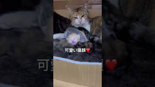 生まれたて子猫の可愛い寝顔 / Cute sleeping face of a newborn kitten #shorts