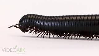 A giant african millipede (Archispirostreptus gigas) at the Lincoln Children’s Zoo.