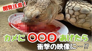 【閲覧注意】カメに〇〇〇あげたら衝撃の映像に…！？〔あげてみた#1〕