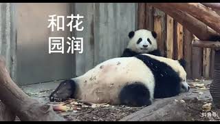 Baby HeHua is Still Eating While Mama YuanRun Sleep after Eating Bamboos🐼|Panda HappyLand #shorts