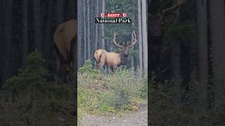 Banff National Park.Wonderful deer.Canada Alberta 2024[🎥A.Kharchenko] #Banff #Canada #Alberta #deer