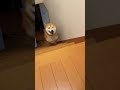 柴犬福 姉に反応するも逃げてしまう柴犬🤣sister and dog🤣 shorts funny dogshorts comedy shibainu 柴犬 시바견