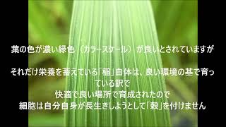 【稲の生育過程】出穂を迎える時期になりました