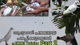 ആദ്യമായി പറവയെ പറപ്പിക്കുമ്പോൾ #training #parava #pigeon #viral #m4tech #fly #fishingfreaks #video