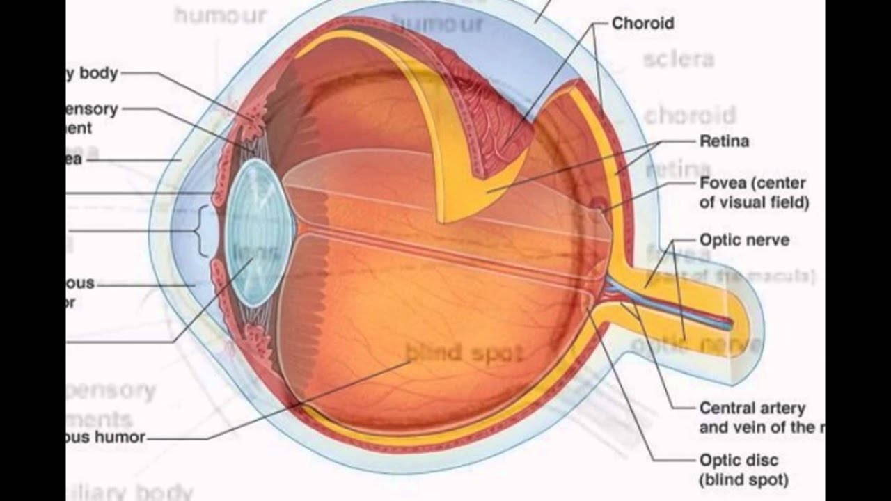 Parts Of The Human Eye And Their Functions