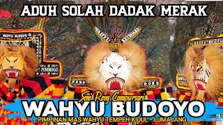 ADUH SOLAH 3 DADAK MERAK REOG WAHYU BUDOYO SPESIAL BARONGAN JUMBO MODEL SINGA LOSSS❗