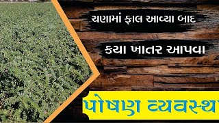 ચણા ના પાક માં ખાતર કયું ‌આપવુ|ફુલ બેસે ત્યારે શું કાળજી લેવી|વધુ ઉત્પાદન માટે શું કરવુ