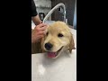 my puppy got his first bath