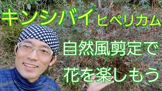 【キンシバイ(ヒペリカム)の剪定】花を咲かせる自然風なお手入れ🌿