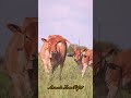 মা তো মা হোক সেটা গরুর মা তাতে কি 🥰❤️🐂🐄 cow animals shorts viralvideo foryou 2025