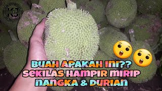 buah apakah ini?? sekilas mirip nangka juga mirip durian!!