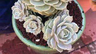 Succulent Collection: Big Clusters