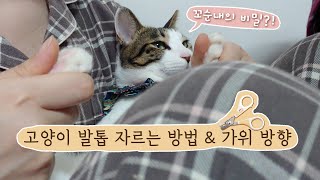 고양이 발톱 자르는 방법 / 꼬순내의 비밀?!