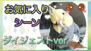 【オカメインコ】飼い主の好きなシーン【かわいい】シーンを抜粋