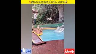 🔥இவங்களுக்கு பெரிய மனசு❤ #short #funny #viral #thuglife #tamil #1k #trending #video #ipl #status