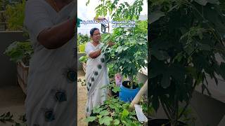 మీరు ఎప్పుడు చూడని చెట్టు జాతి ఆకు కూర#trending #youtubeshorts #shortsviral #garden #nature #organic