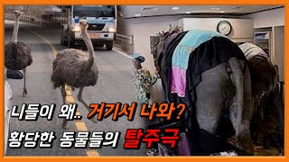 우리나라 동물원에서 동물이 탈출했던 황당한 사건 TOP 5