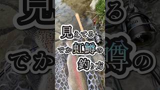 【エリアミノーイング】サイトで虹鱒釣ってみた！#鹿島槍ガーデン #エリアミノーイング #shorts