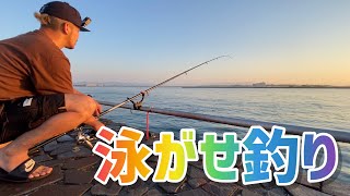 【泳がせ釣り】生きたアジを泳がせたら高級魚が釣れた