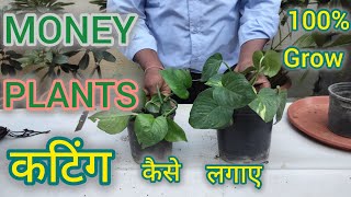 मनी प्लांट कि कटिंग कैसे लगाए || HOW TO GROW POTHOS PROPAGATION#moneyplant #garden#viralvideo