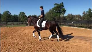 LUXO do Drosa - Lusitano Stallion FEI Dressage Prospect