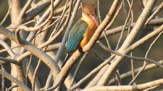 Stork-billed Kingfisher (Pelargopsis capensis) - A Tree Kingfisher