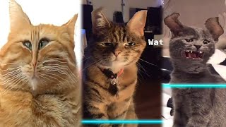 Time Warp Scan Pets TikTok Compilation 2022 | JoysPets