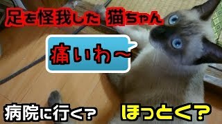 【ノラちゃん】ノラちゃんが足を怪我して帰ってきました。