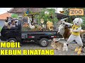 UPlIN BIKIN KEBUN BINATANG DI ATAS MOBIL?!