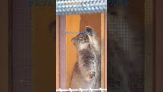 ちょっと残念なオリーヴァちゃん manul (Pallas cat) Манул