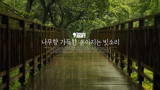 초록의 숲, 나무향 가득 산책길 위로 쏟아지는 빗소리 ASMR