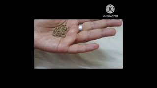 Food adulteration in Cumin seeds with grass seeds coloured with charcol dust