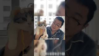 不拍不知道，原来尖尖一天过得这么充实~#奶猫 #毛孩子 #铲屎官