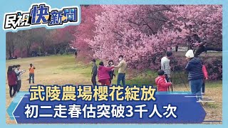 武陵農場櫻花綻放 初二走春估突破3千人次－民視新聞