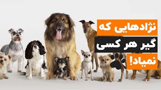 خاص ترین نژادهای سگ دنیا 🐶در سال 2022 🏆که اسمشونم نشنیدی!👻